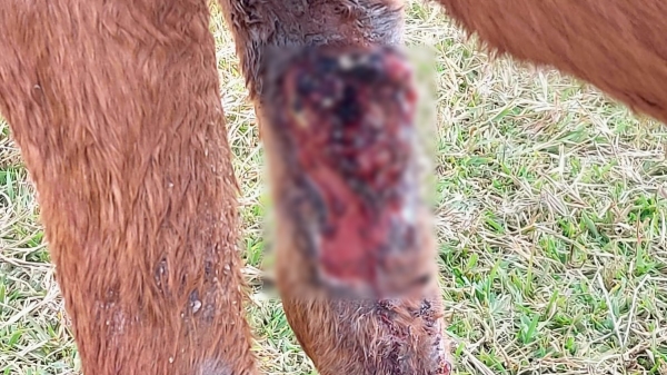 Animal com ferida grave e tomada por larvas (Cedida/PM Ambiental).