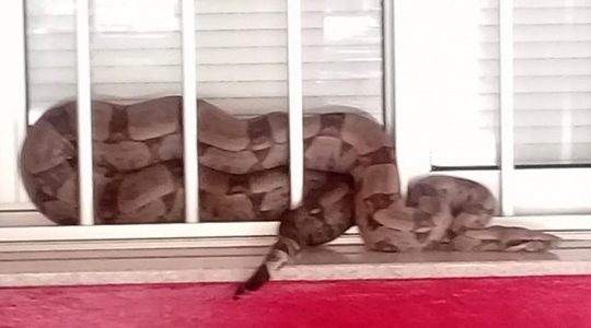 Quando capturada, cobra estava na soleira da janela (Fotos: Reprodução/Junqueirópolis em Dia).