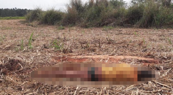 Cadáver foi encontrado em um canavial, vestindo apenas camiseta e cueca (Imagem: Reprodução / i7 Notícias).