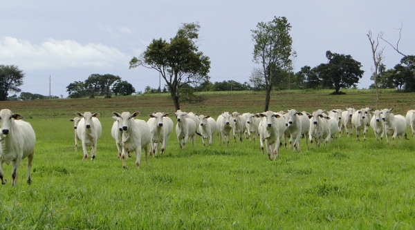Em dois furtos foram levados 84 animais: 25 em Flórida Paulista e 59 em Osvaldo Cruz (Ilustração/Pixabay).