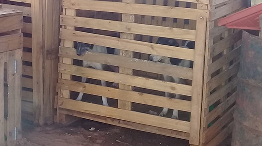 Cães eram criados em gaiolas, em condições de maus tratos (Fotos: Cedidas/PM Ambiental).