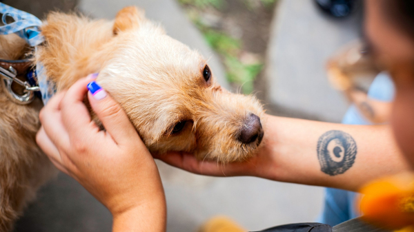 Pets podem ser sepultados em jazigos familiares em SP (Imagem: Dave Sandoval/Unsplash).