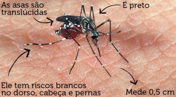 Mosquito Aedes aegypti pode transmitir doenças como Dengue, Zika Vírus, Febre Chikungunya e Febre Amarela (Ilustração).