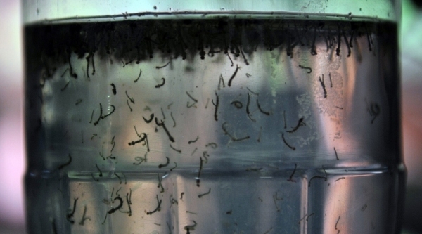 Mosquito Aedes aegypti se prolifera em locais com água parada (Imagem: Agência Brasil).