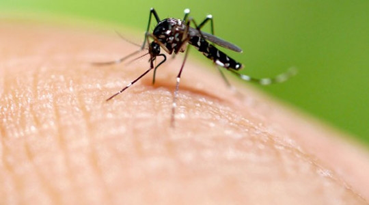 Combate ao mosquito transmissor é estratégico para reduzir a infestação e aumento dos casos (Ilustração).