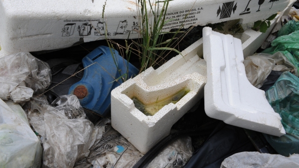 Mosquito transmissor da dengue se reproduz em local que acumule água parada (Foto: Marcos Santos/Jornal da USP).