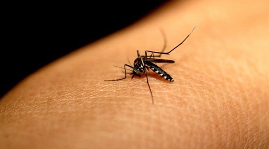 Doença é transmitida pelo mosquito Aedes aegypti, que se prolifera em locais que acumulam água parada (Ilustração).