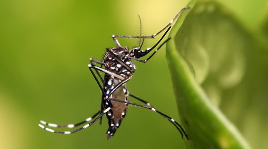 Prefeitura de Adamantina alerta sobre os perigos da dengue em época de chuva (Ilustração).
