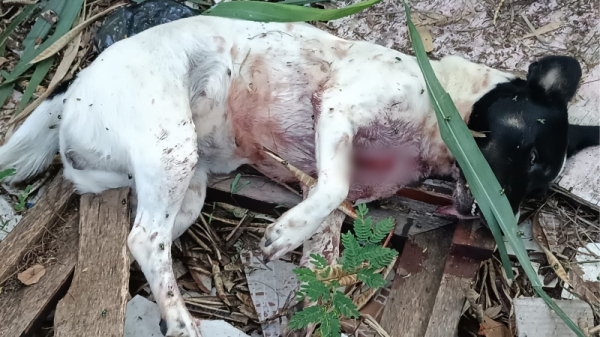 Corpo do animal foi encontrado. C?o foi morto a facada, pelo seu propriet?rio (Cedida/PM Ambiental).