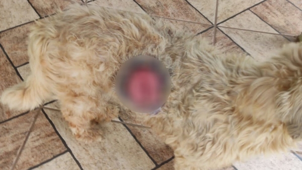 Animal foi encaminhado para cuidados em uma clÃnica veterinária. Caso foi em Regente Feijó (Divulgação/PM Ambiental).