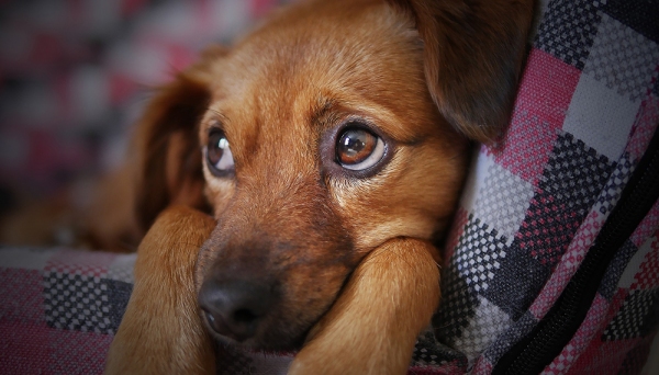 Saiba quais são os alimentos proibidos aos cães, que podem leva-los à morte (Imagens: Pixabay).