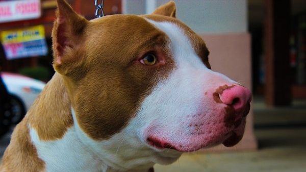 Conchectomia configura crime e o delito integra o rol de práticas coibidas pelo artigo 32 da Lei de Crimes Ambientais, que trata sobre abusos, maus-tratos e mutilação de animais domésticos e silvestres (Imagem ilustrativa: Newsyfacity/Pixabay).