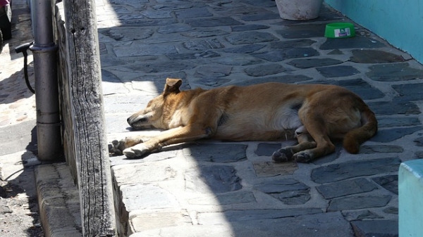 Leishmaniose Visceral atinge cães e humanos (Imagem ilustrativa: Lutz6078/Pixabay).