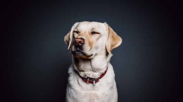 Imagem ilustrativa (Imagem: Republica/Pixabay).