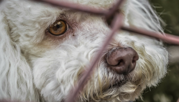 Animais de estimação em condições de abandono, sem os cuidados necessários quanto à alimentação e higiene dos mesmos, pode implicar em multas ao morador do imóvel (Foto: Pixabay).