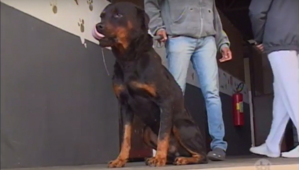 Dão da raça rottweiler atacou a idosa até a morte, sendo contido e recolhido ao Centro de Controle de Zoonoses, em Presidente Prudente (Imagem: Reprodução/SBT Interior).