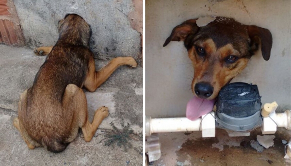 Cachorro transpassa a cabeça em muro e fica preso, sendo resgatado pelo Corpo de Bombeiros (Fotos: Reprodução/Site Tupã Notícias).
