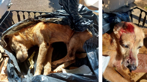 Após sofrer agressão, cão foi colocado em um saco de lixo e depois na lixeira, condição em que foi encontrado pelos policiais (Divulgação/PM Ambiental).