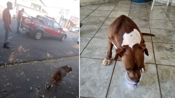 O pitbull invasor e os profissionais dos bombeiros mobilizados para sua captura (Cedida).