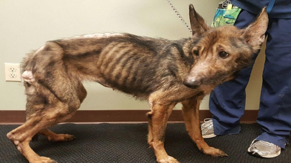 Projeto quer obrigar que autor de maus tratos a animais respondam pelos gastos na recuperação (Ilustração).