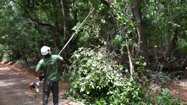 Podas em massa verde que invade as estradas  (Cedida/PMA).