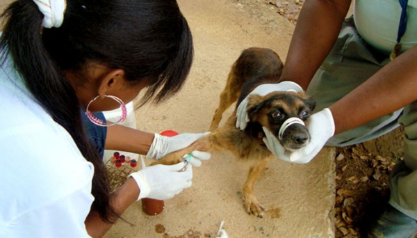 Trabalho a campo, de o Inquérito Canino para diagnóstico de Leishmaniose Visceral Canina é retomado em Adamantina (Ilustração).