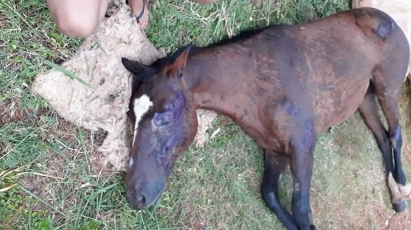 Animal recebeu todo o suporte mobilizado por voluntários, mas não resistiu (Reprodução/Redes Sociais).