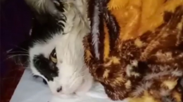 Gato envenenado na Cecap. Animai foi socorrido pela moradora e levado clínica veterinária, porém não resistiu. Caso foi relatado por internauta ao SIGA MAIS neste domingo (Cedida).