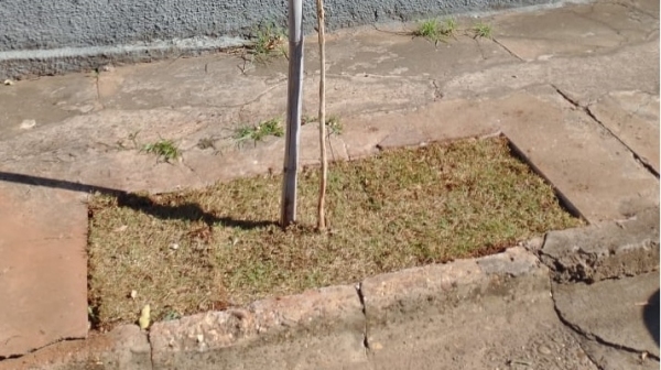 Espaço árvore consiste em deixar no entorno das árvores maior parcela de solo com condições mínimas e que sejam adequadas ao plantio de espécies (Da Assessoria).