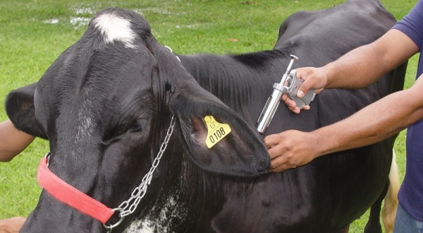 Maio é mês de vacinação contra a febre aftosa (Foto: SEAPEC).