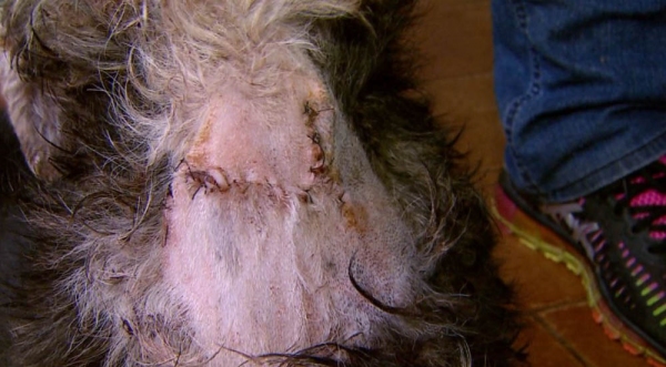 Cão foi alvo de maus tratos, com ferimentos no pescoço (Foto: Reprodução/EPTV).