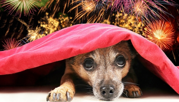 Os cães e gatos têm a audição muito sensível e detectam um som quatro vezes mais distante do que os humanos (Ilustração).