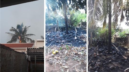 Raio atinge árvore e provoca princípio de incêndio (Fotos/Cedidas: Patrícia Romera)