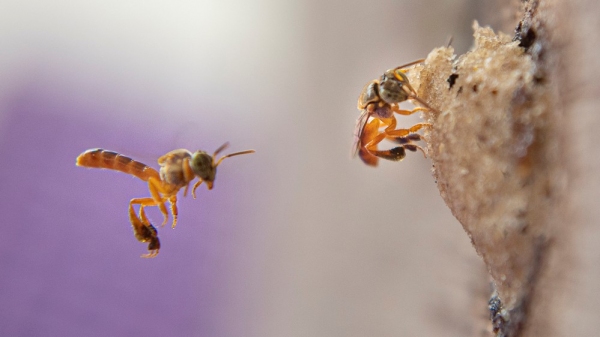 Biólogas ensinam como iniciar sua própria criação de abelhas sem ferrão (Foto: Tatiana Magalhães/Divulgação).