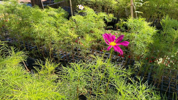 Esp?cie escolhida ? muito comum no Jap?o (Divulga??o/PMA).