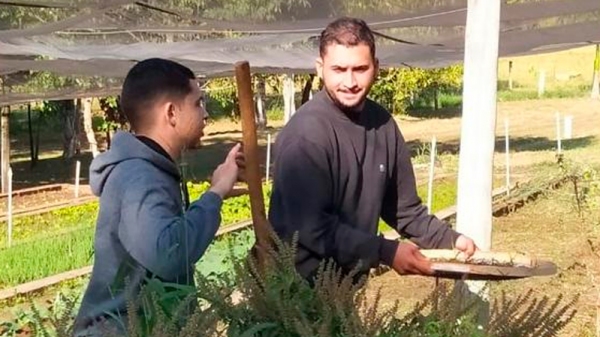São cultivadas plantas medicinais para produção de medicamentos fitoterápicos pela Farmácia-Escola (Arquivo / Centro Universitário de Adamantina).