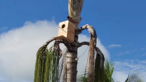 Um dos ninhos artificiais instalados para abrigar as aves em período de reprodução (Da Assessoria).