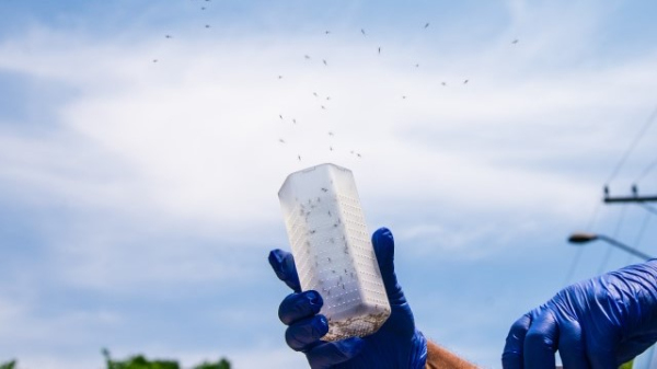 Soltura dos mosquitos modificados (Secom/PP).