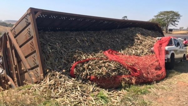 Parte da estrutura do veículo canavieiro tombou sobre a camionete (Reprodução: Adamantinanet).