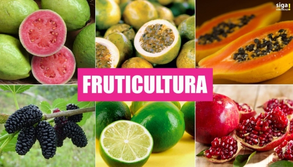 Na pauta do Seminário, tratos culturais com mamão, romã, amora, goiaba, maracujá e limão (Arte: Siga Comunicação).