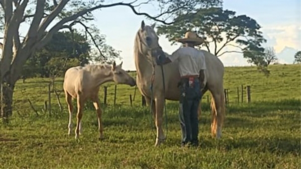 A potra e a égua, ambas da raça quarto de milha, furtadas em propriedade rural de Adamantina (Cedida).