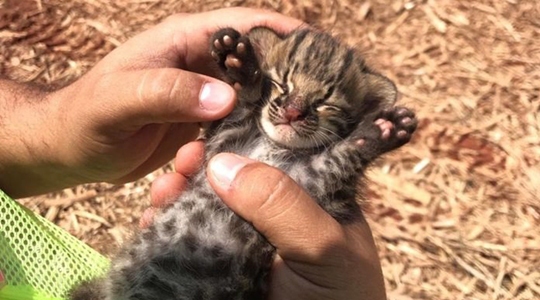 Filhote com cerca de 240 gramas foi encontrado em canavial, por trabalhadores de uma usina sucroalcooleira de Junqueirópolis, que acionaram a PM Ambiental (Fotos: Divulgação/PM Ambiental).