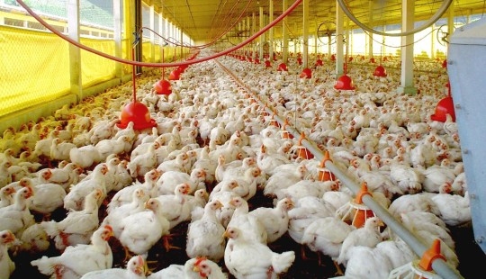 Doença provoca queda na produção de ovos e morte das aves adultas (Imagem: Ilustração).