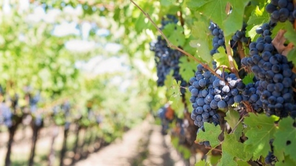 Finalidade desse cadastro é formar uma base de dados da viticultura brasileira (Imagem: Jill Wellington/Pixabay).