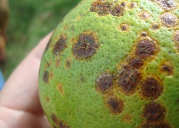 Cancro cítrico atinge pomares paulistas, e método adotado para a supressão da doença é a eliminação da planta contaminada e a pulverização (Foto: Ilustração).