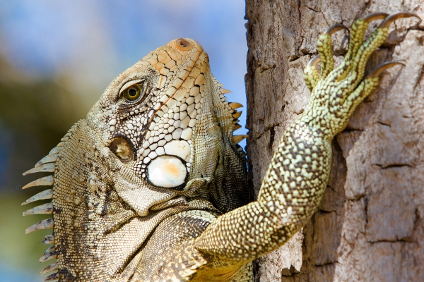 Iguana, em Porto Nacional, TO (Foto: Edu Fortes).