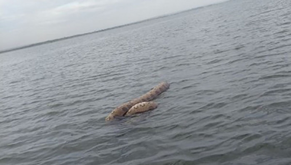 Imagem flagrada por pescadores que seguiam em barco quando viram a cobra (Foto: Reprodução/Portal Regional).