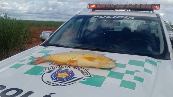 Peixe da especie dourado pesou 7,4 quilos, foi apreendido e doado (Cedida/PM Ambiental).