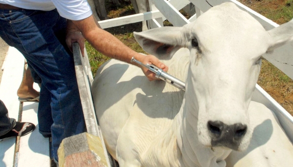 10,6 milhões de bovinos e bubalinos devem ser vacinados de 1 a 30 de novembro (Foto: Divulgação).