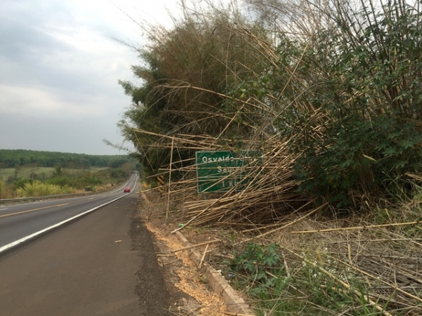 Placa encoberta na SP-294, em Osvaldo Cruz (Foto: Maikon Moraes).